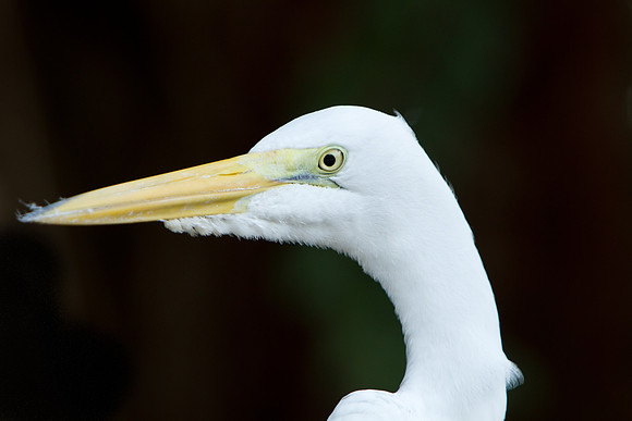 FL-2011--41