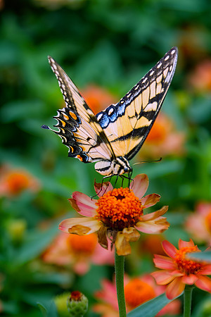Omaha Gardens_005