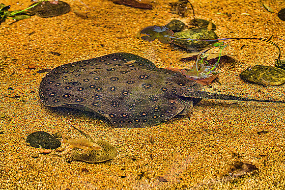 Omaha Zoo-10 as Smart Object-1