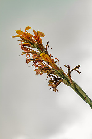 Omaha Gardens_001