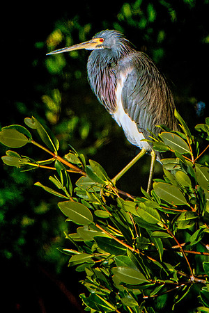 Ding Darling Preserve-134