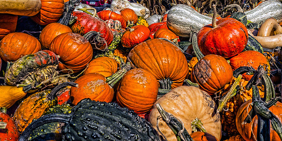 Pumpkins & Gourds