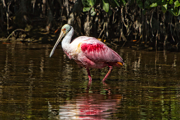 Ding Darling Preserve-257