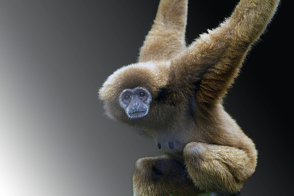 Monkey_1486