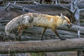 DFP_6680
