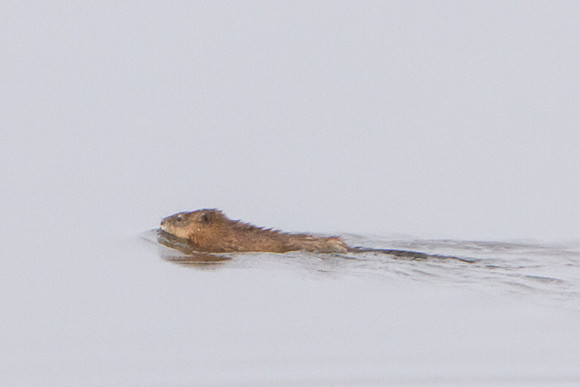 DFP_6893