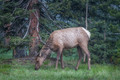 DFP_6948
