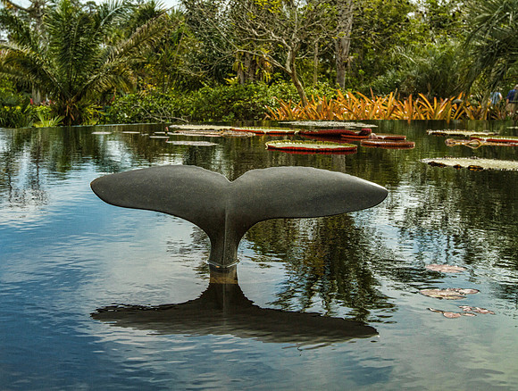Water Garden with Whales Tail