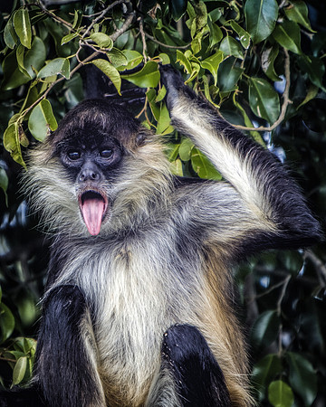 Monkey See - Monkey Do