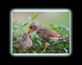 Cardinal Photo Collage-2