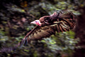 _MG_3219-2