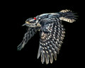 Backyard Birds - 046_10x8psd-2