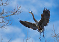 Blue Heron Rookery_023