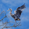 Blue Heron Rookery_028