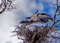 Blue Heron Rookery_040