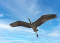 Blue Heron Rookery_058