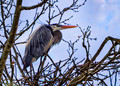 Blue Heron Rookery_068