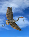 Blue Heron Rookery_094