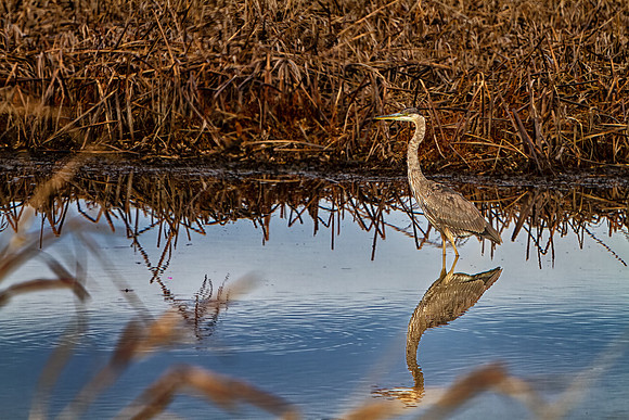 _15_8450-topaz-denoiseraw-sharpen