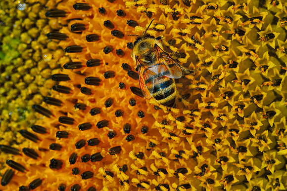 KS Sunflowers-147