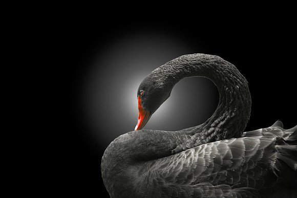 Black Swan_1195