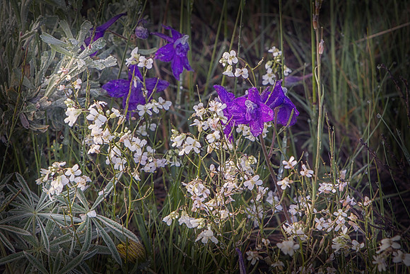 DFP_6407