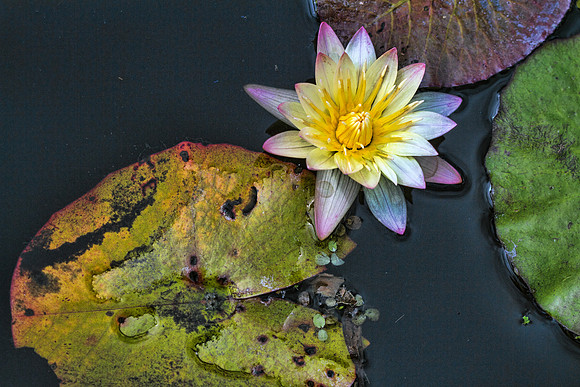 Naples Botanical Gardens - 111