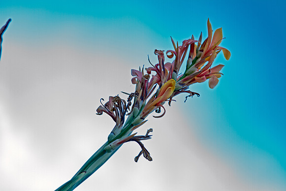 Omaha Gardens_002-Edit