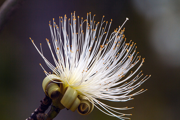 Beautiful White Flower on a Dark Background