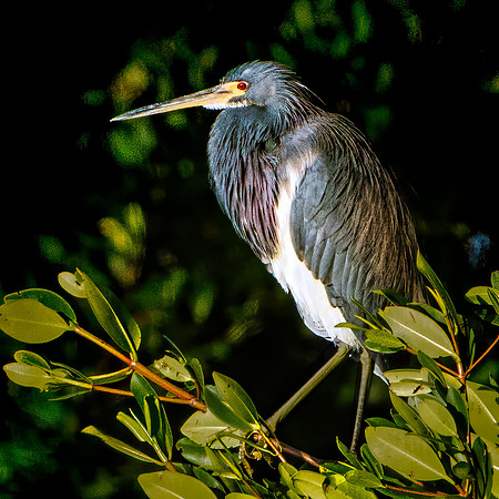 Ding Darling Preserve-134