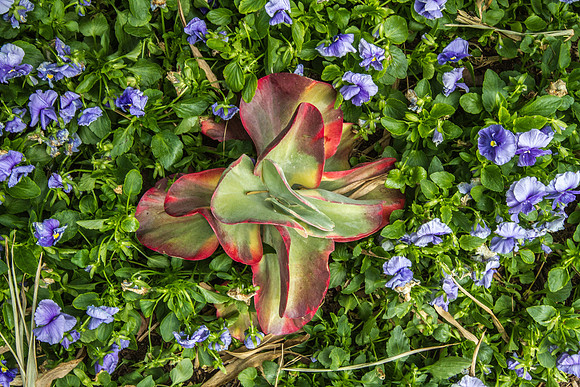 Ground Cover with Flowers