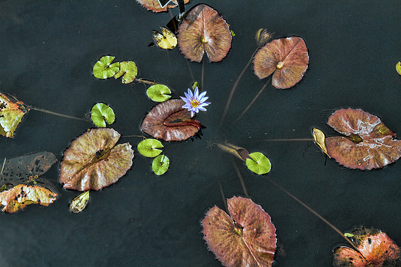 Naples Botanical Gardens - 031