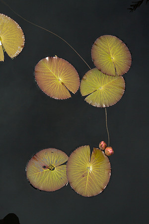 Naples Botanical Gardens - 039