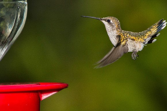 Humming_Birds- (41)