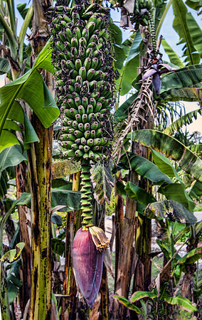 Naples Botanical Gardens - 065