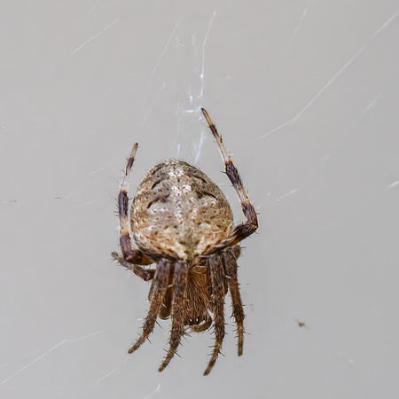 Spider_01