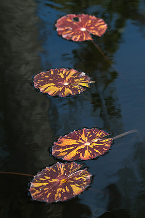 Naples Botanical Gardens - 116