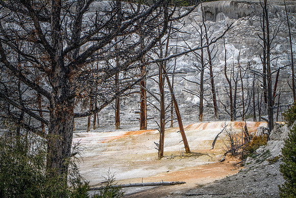 Angel Terrace - Mammoth Hot Springs Terraces