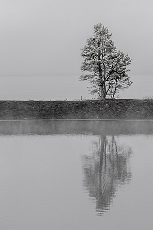 Tree & Reflection in foggy Yellowstone Lake