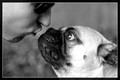Day 2 of the 5-Day B&W Photo Challenge - A man and his best friend.