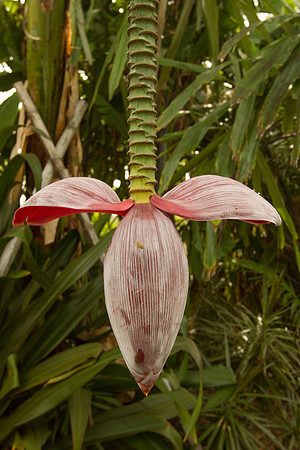 Naples Botanical Gardens - 052