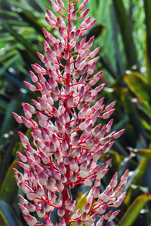 Naples Botanical Gardens - 028