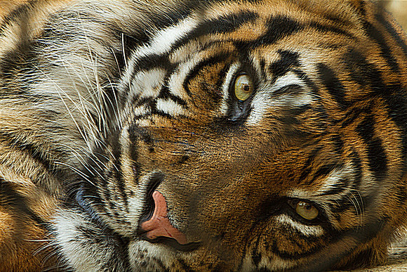 KC_Zoo_052-2