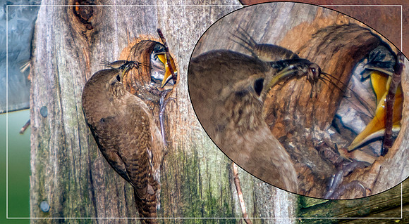 Backyard Birds - 098