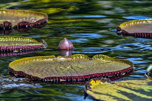 Naples Botanical Gardens - 024
