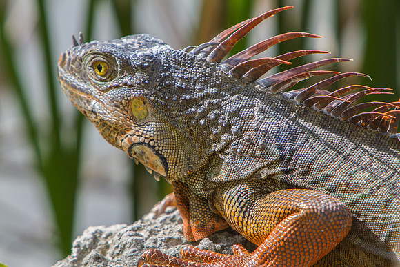 Iguana 2