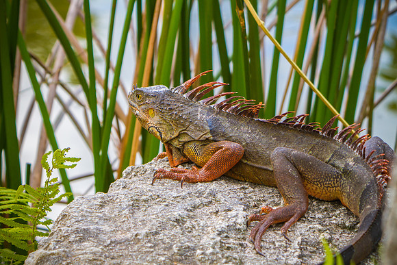 Iguana