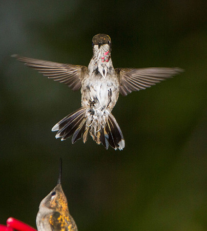 Humming_Birds-