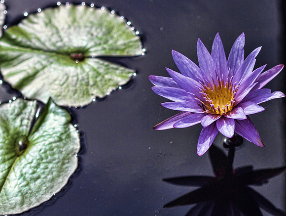 Naples Botanical Gardens - 114