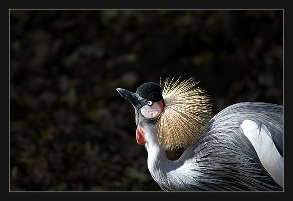 Crowned Crane_4682